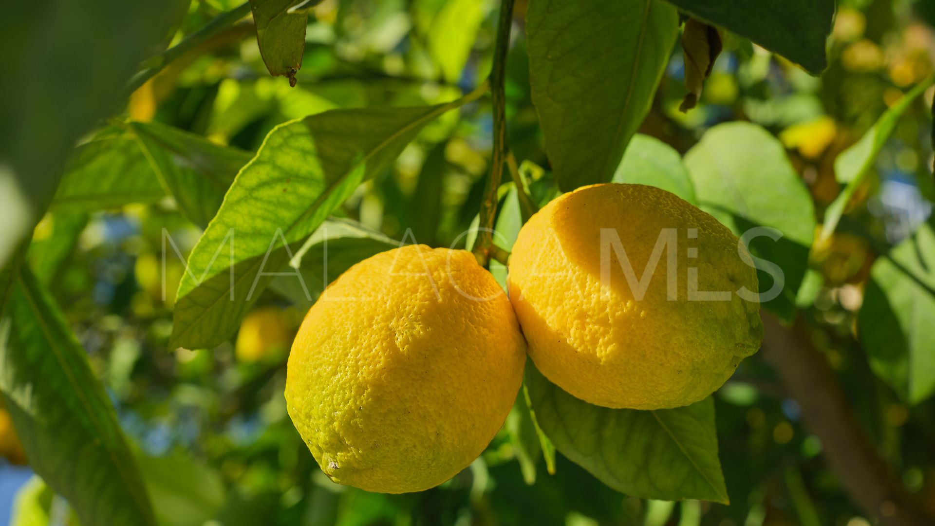 Plot for sale in Mijas