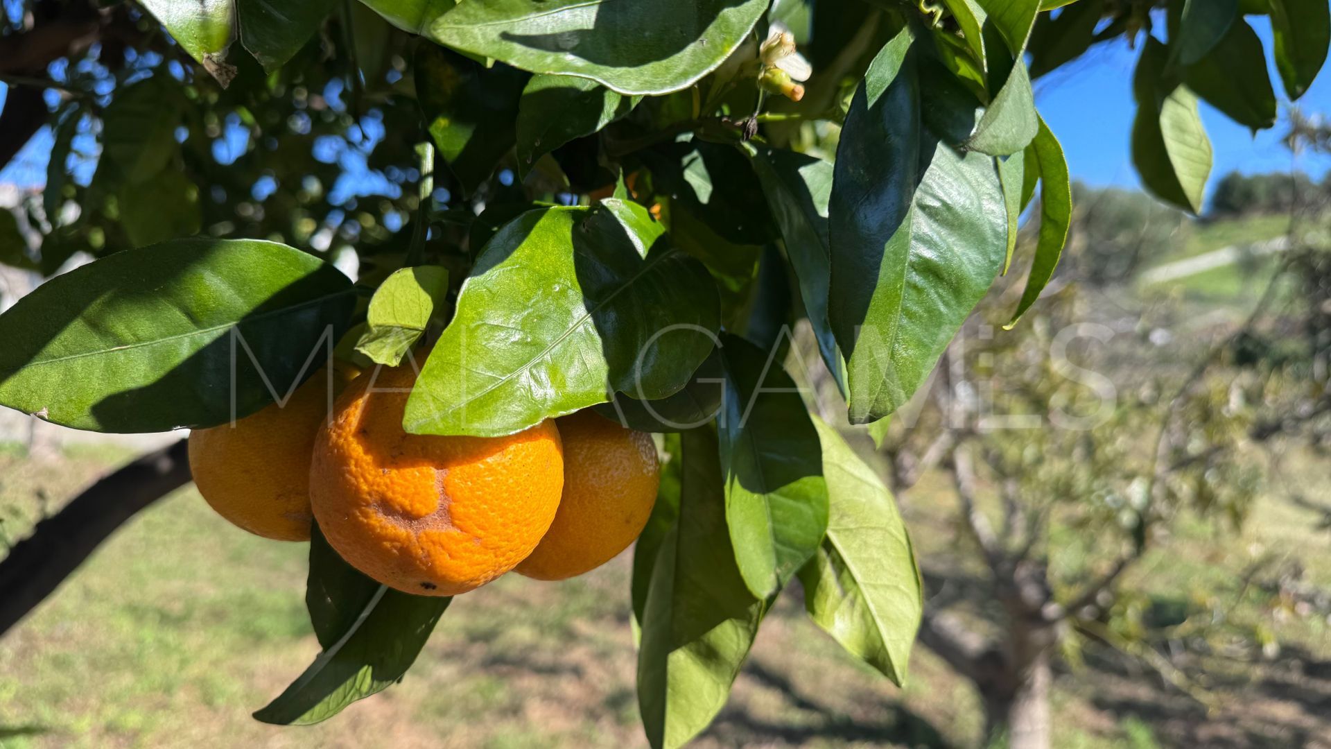 Plot for sale in Mijas