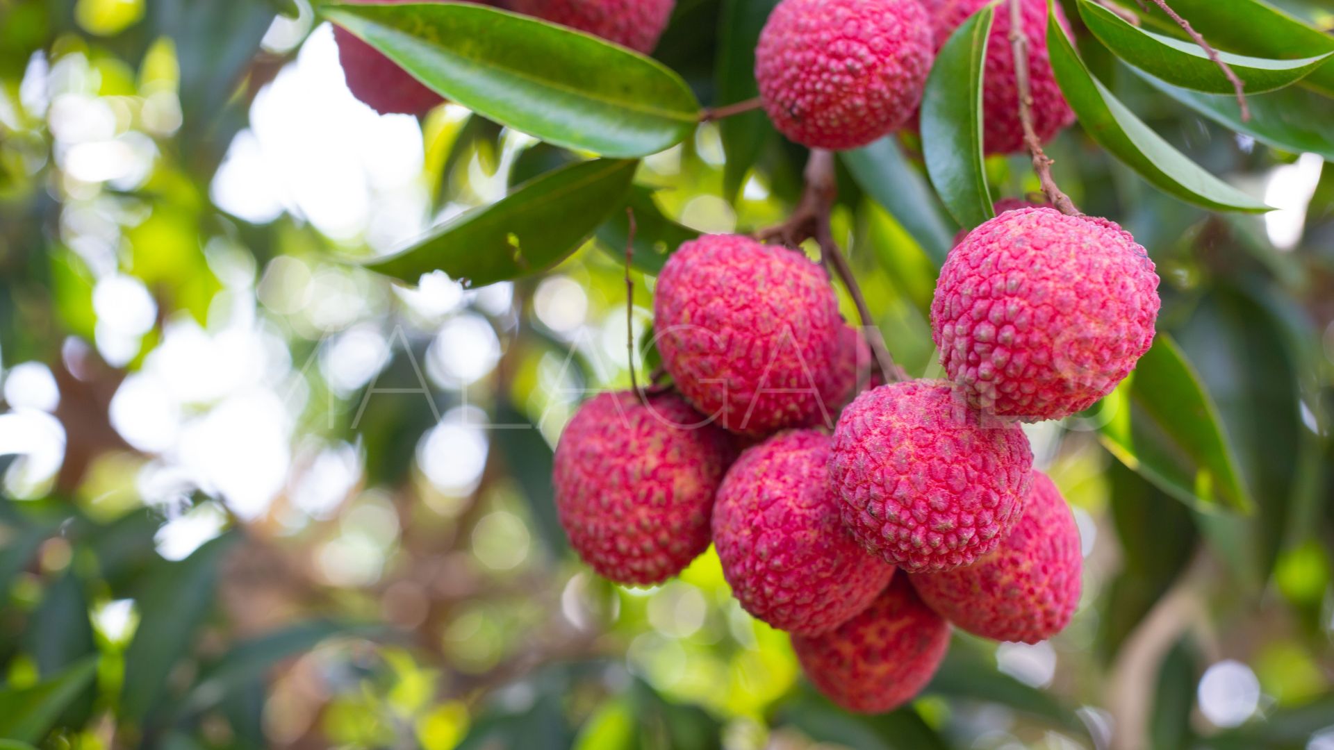 Plot for sale in Mijas