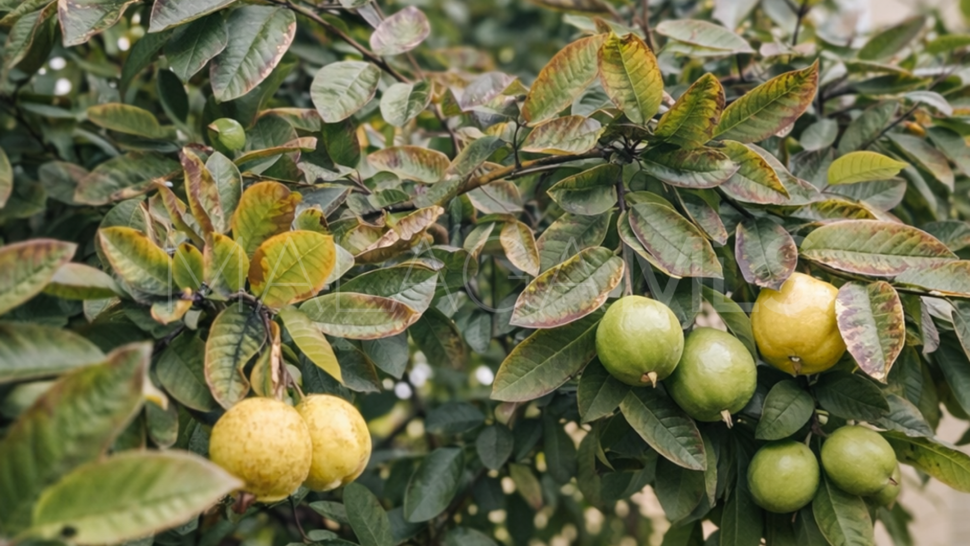 Wohnung for sale in Marbella - Puerto Banus