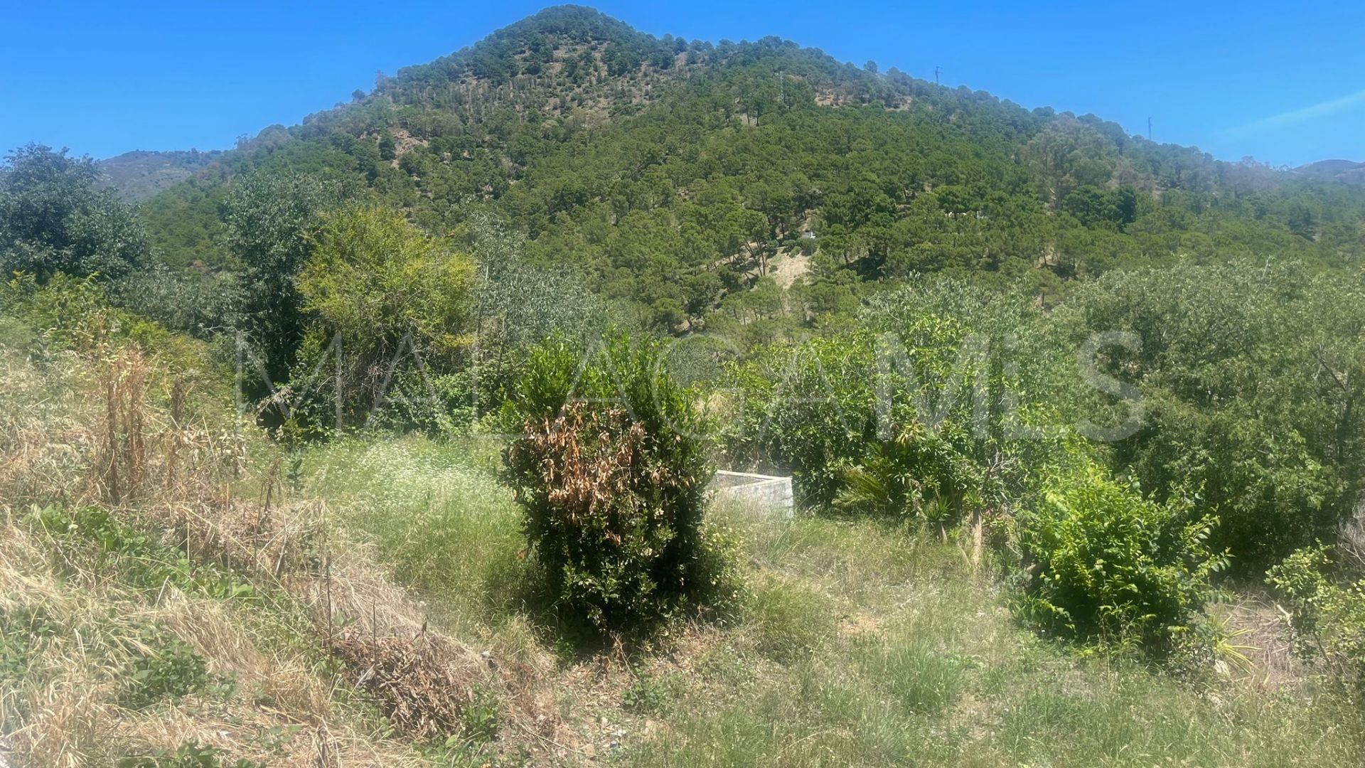For sale Ojen Centro plot