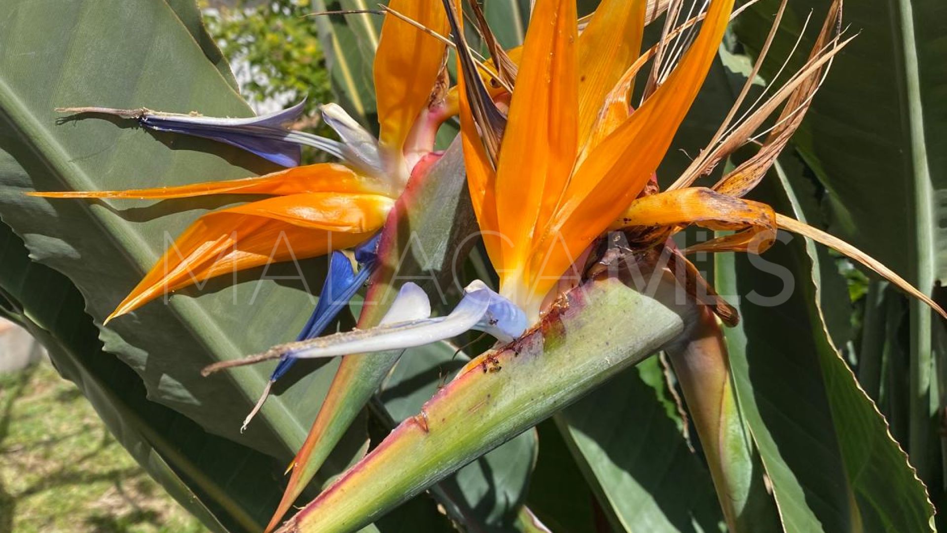 Villa for sale in Puerto Romano