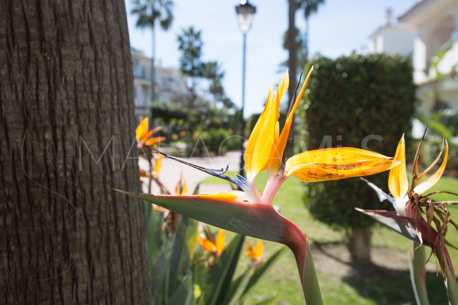 Adosado for sale in Los Naranjos