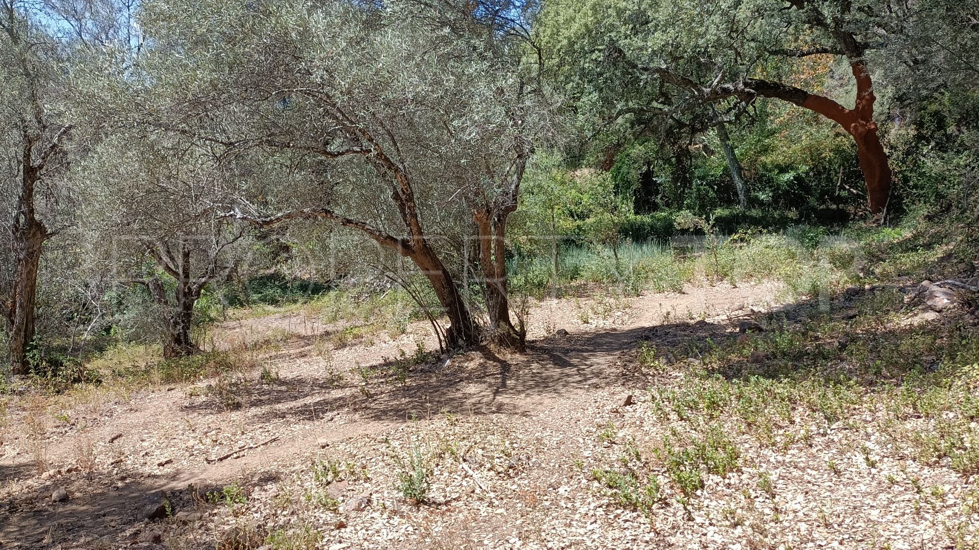 Parcela a la venta en Aracena