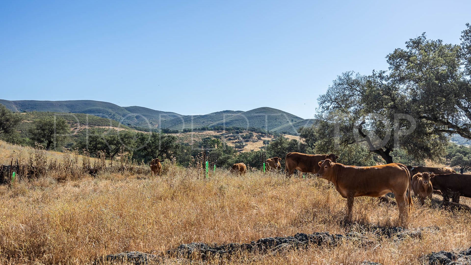 For sale Aracena finca