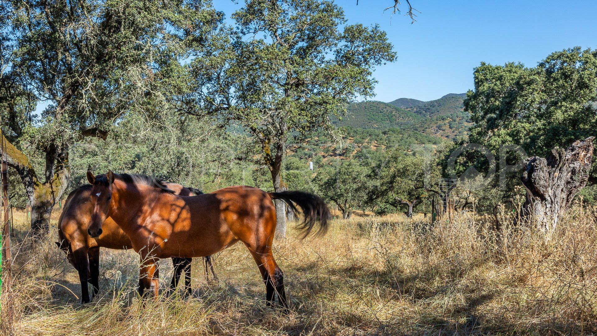 For sale Aracena finca