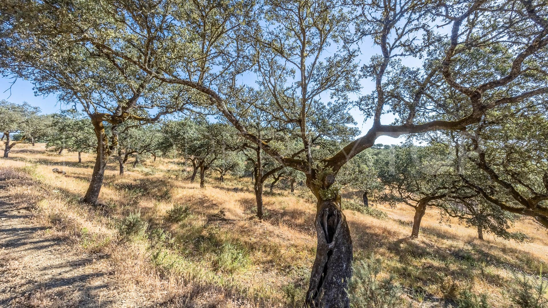 For sale Aracena finca