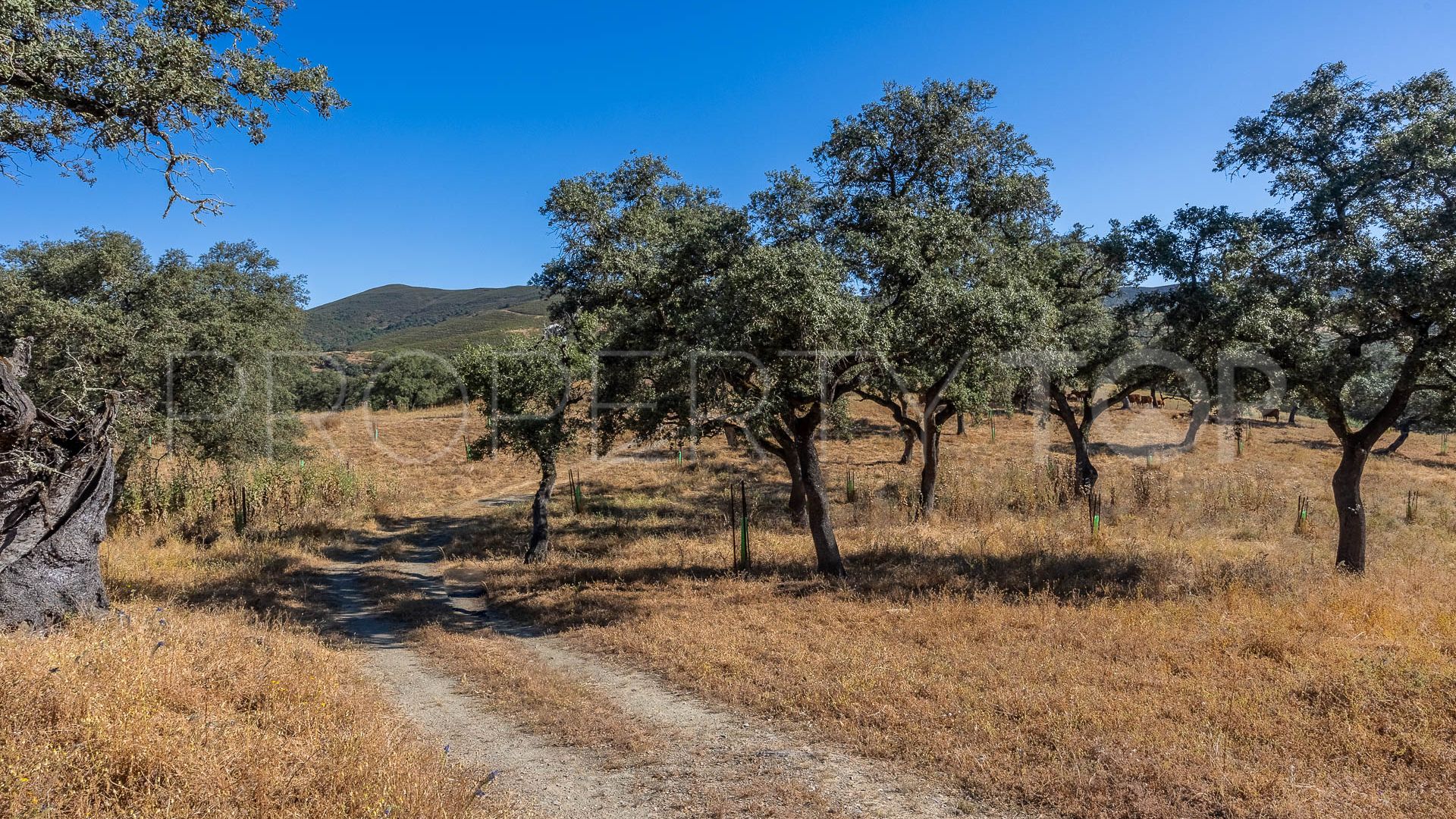 For sale Aracena finca