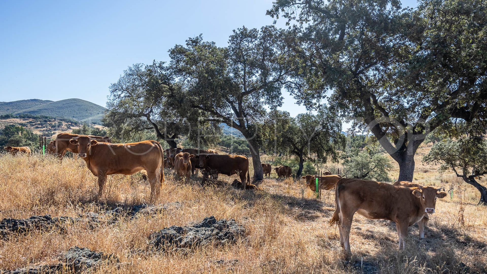 For sale Aracena finca