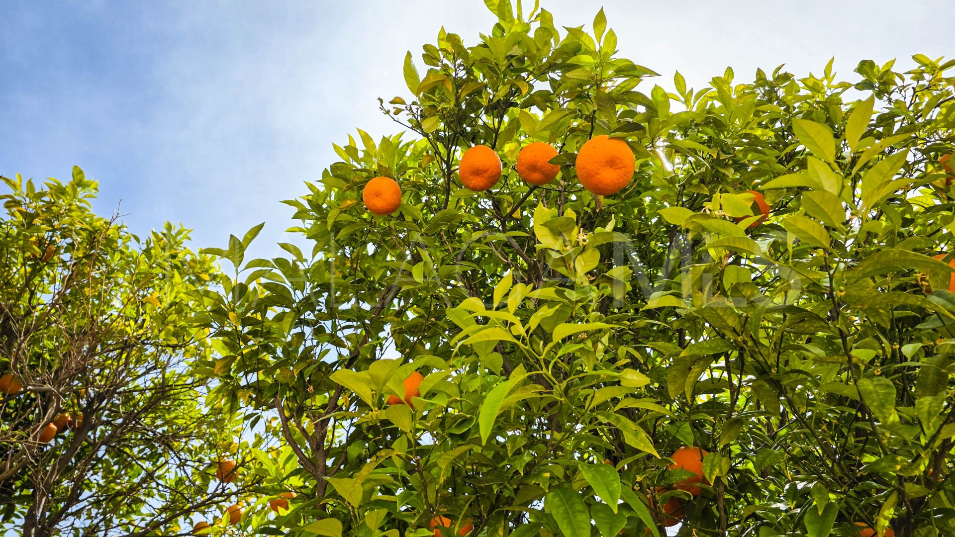 For sale duplex penthouse in La Duquesa