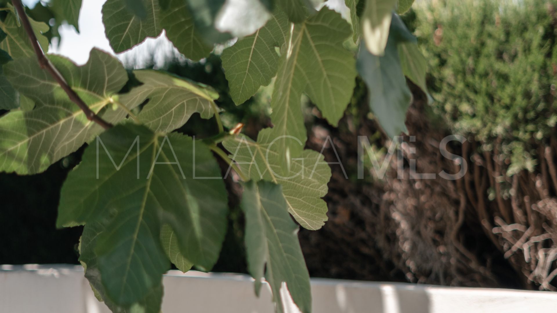 Buy pareado in Señorío de Cortés