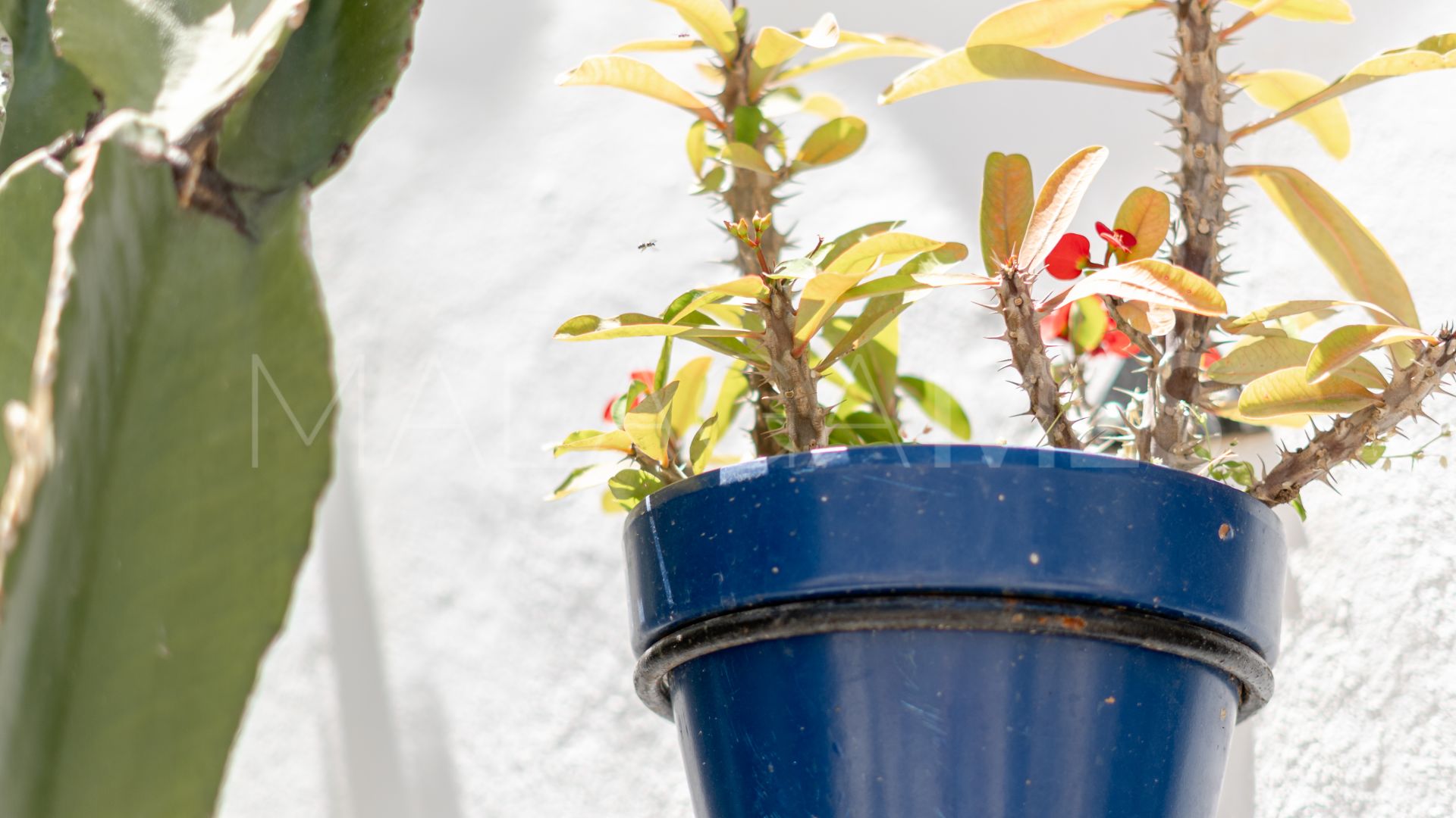 Studio for sale in Estepona Old Town