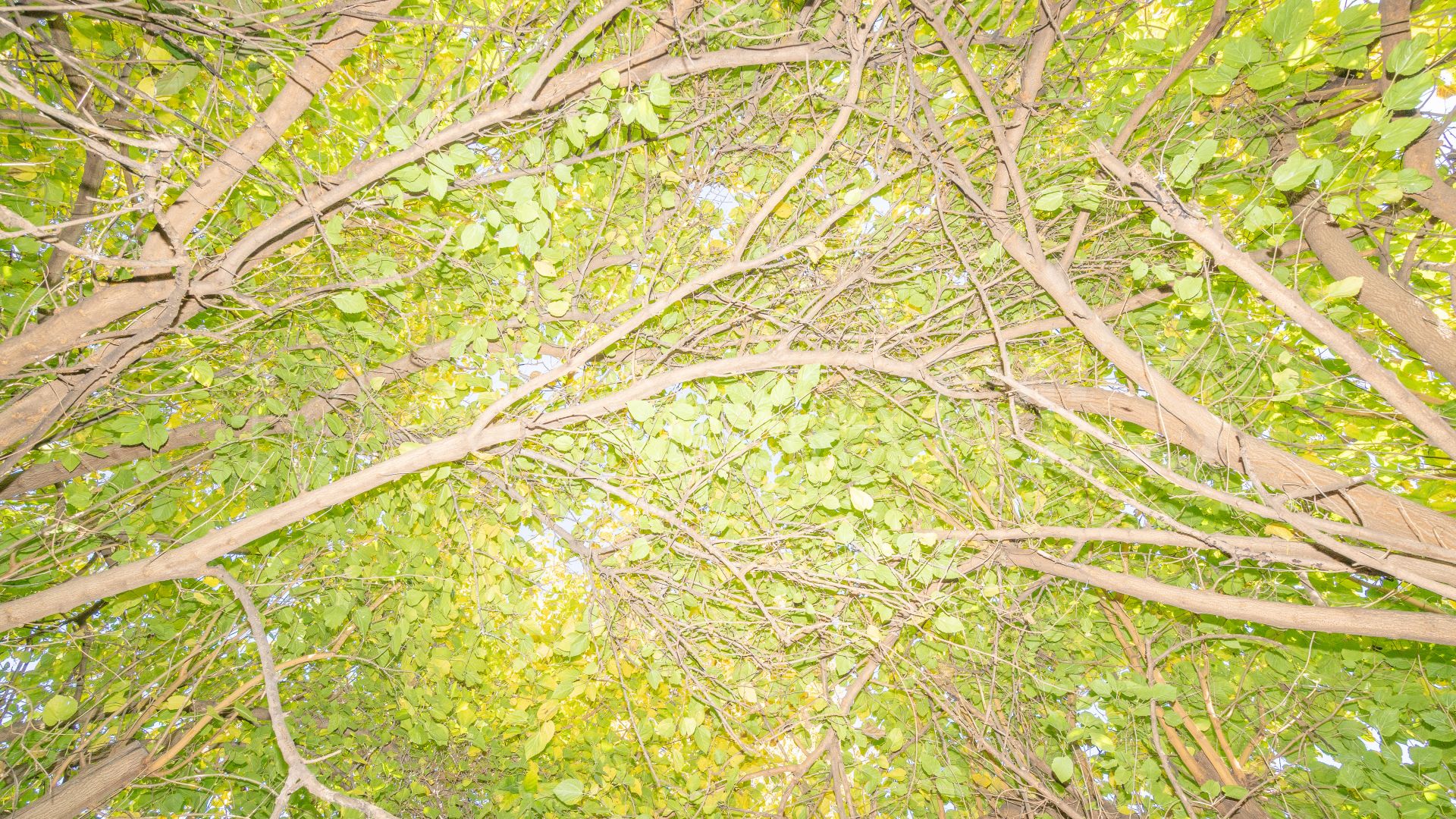 Villa for sale in Estepona