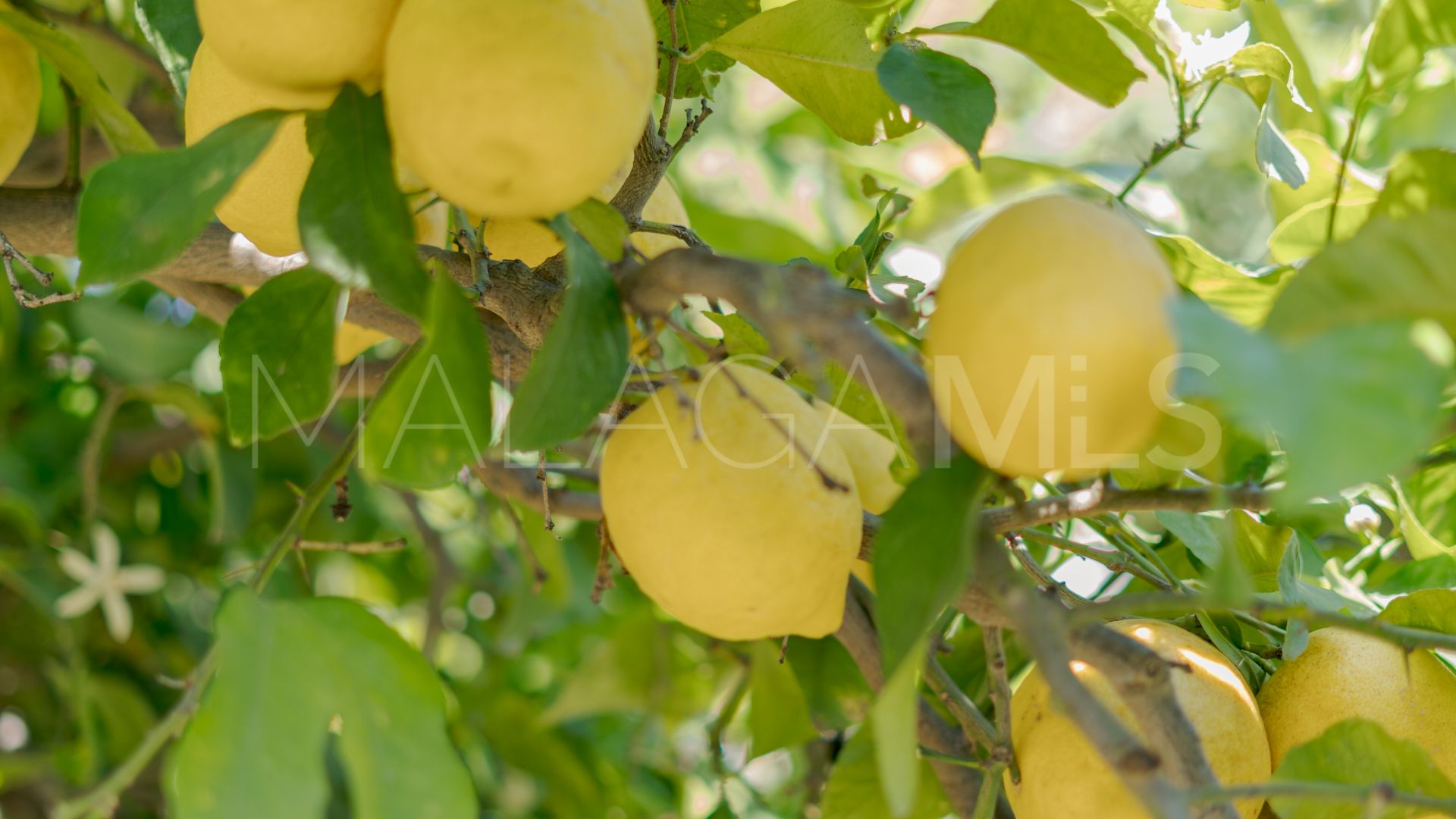 Buy villa in Seghers de 4 bedrooms