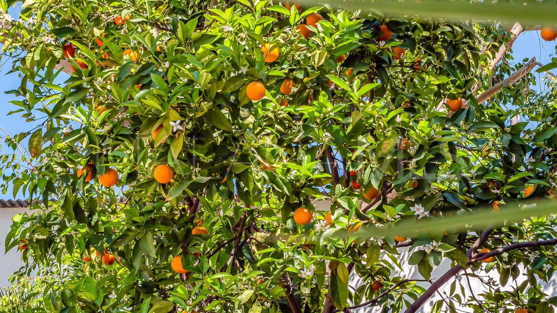 For sale 4 bedrooms villa in Nueva Andalucia