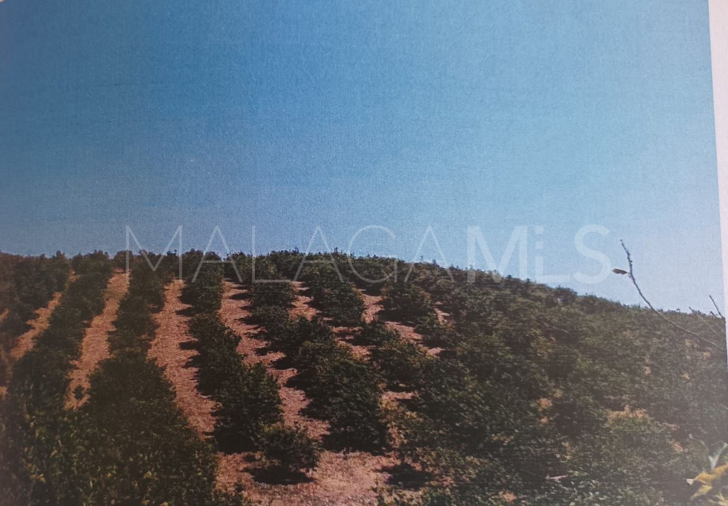 Alora, parcela a la venta