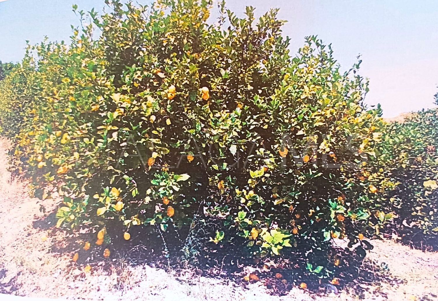 Alora, parcela a la venta