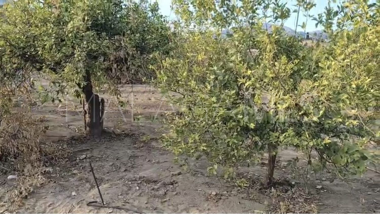 Buy parcela in Alora