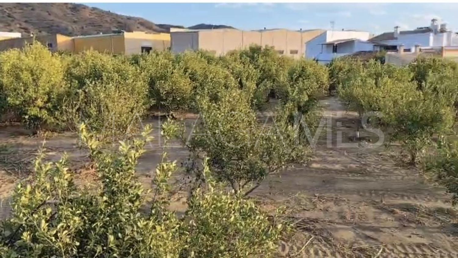 Buy parcela in Alora