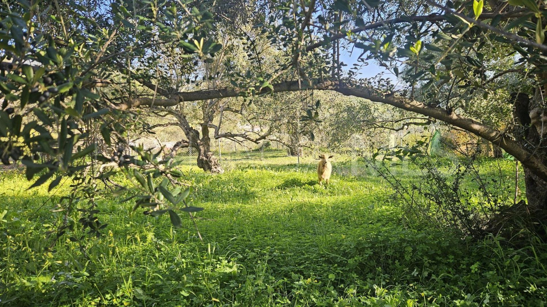 For sale plot in Casarabonela