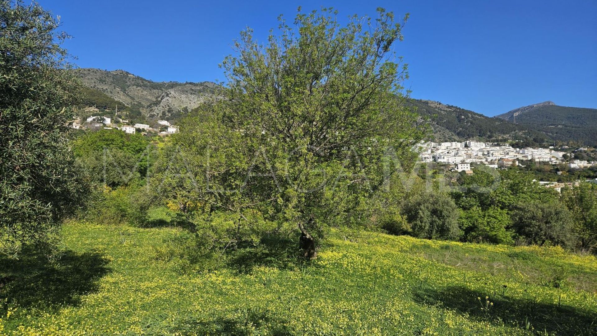 Buy parcela in Casarabonela