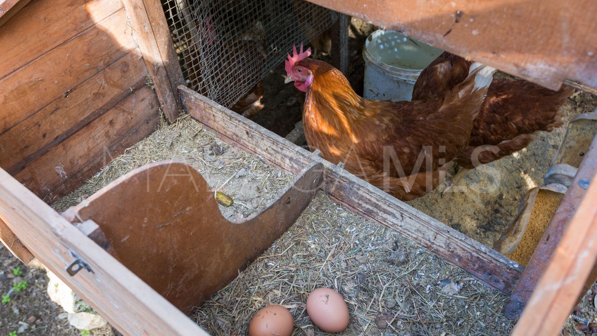 Buy villa in Hacienda las Chapas