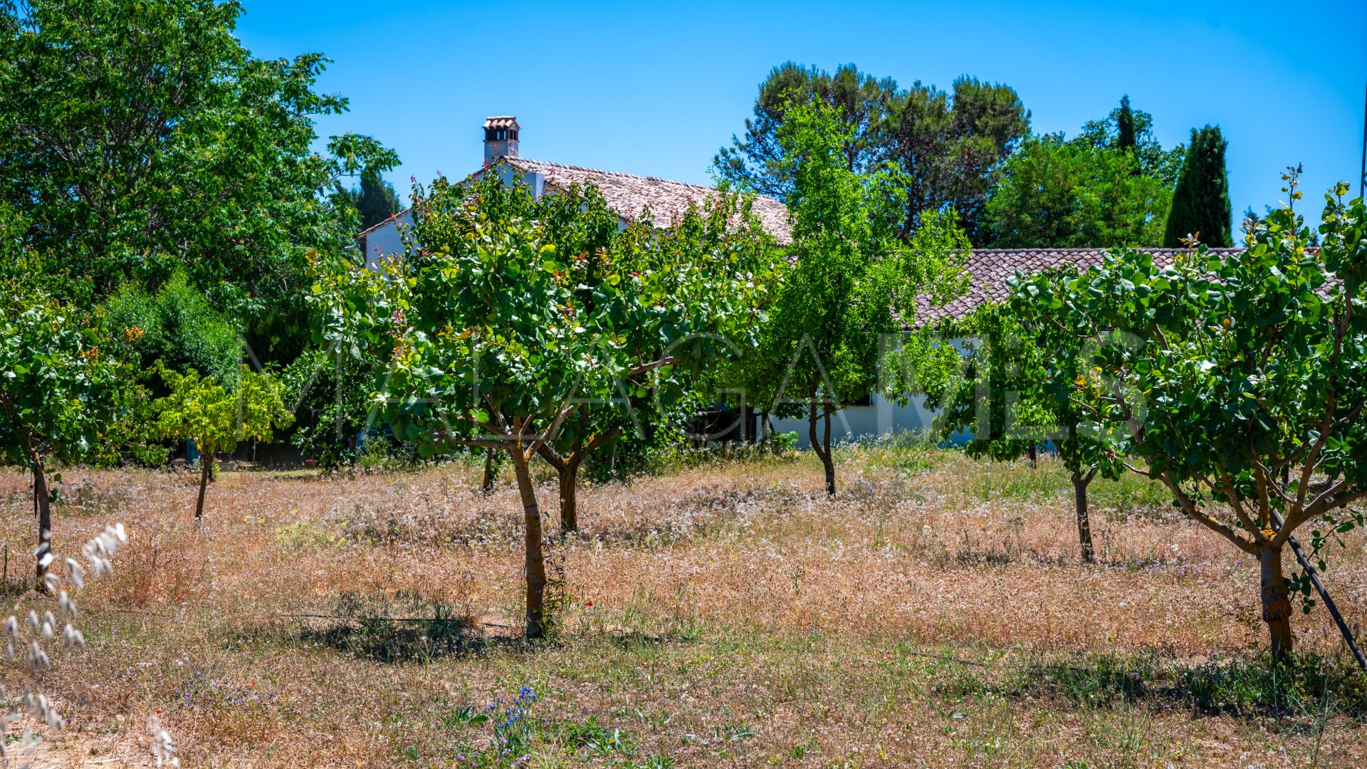 Ferme for sale in Ronda