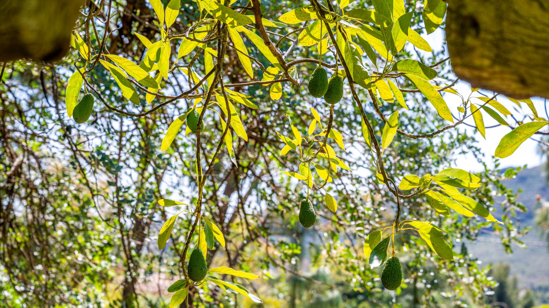 Casa de campo for sale in Alhaurin el Grande