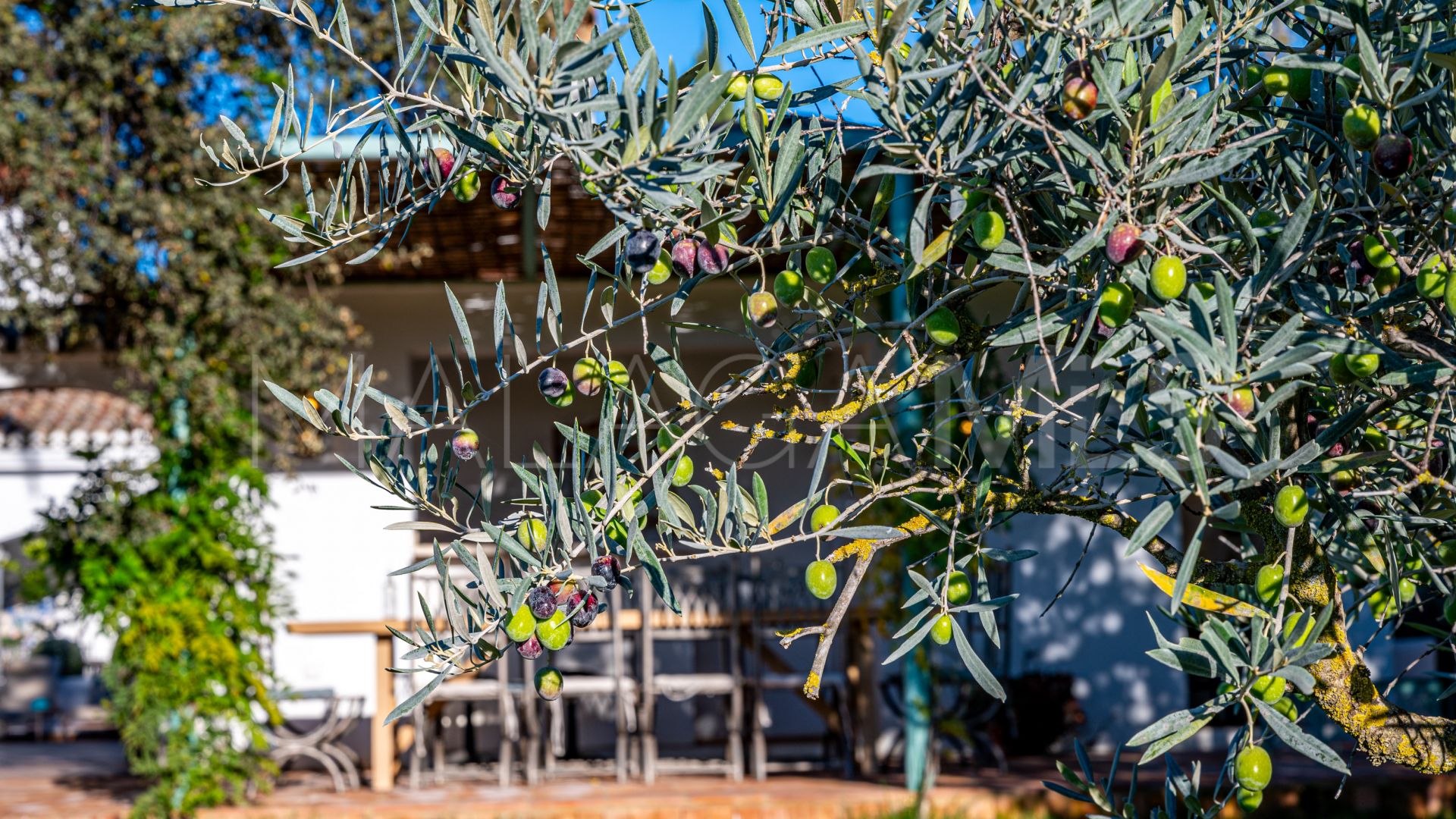 Cortijo for sale in Ronda