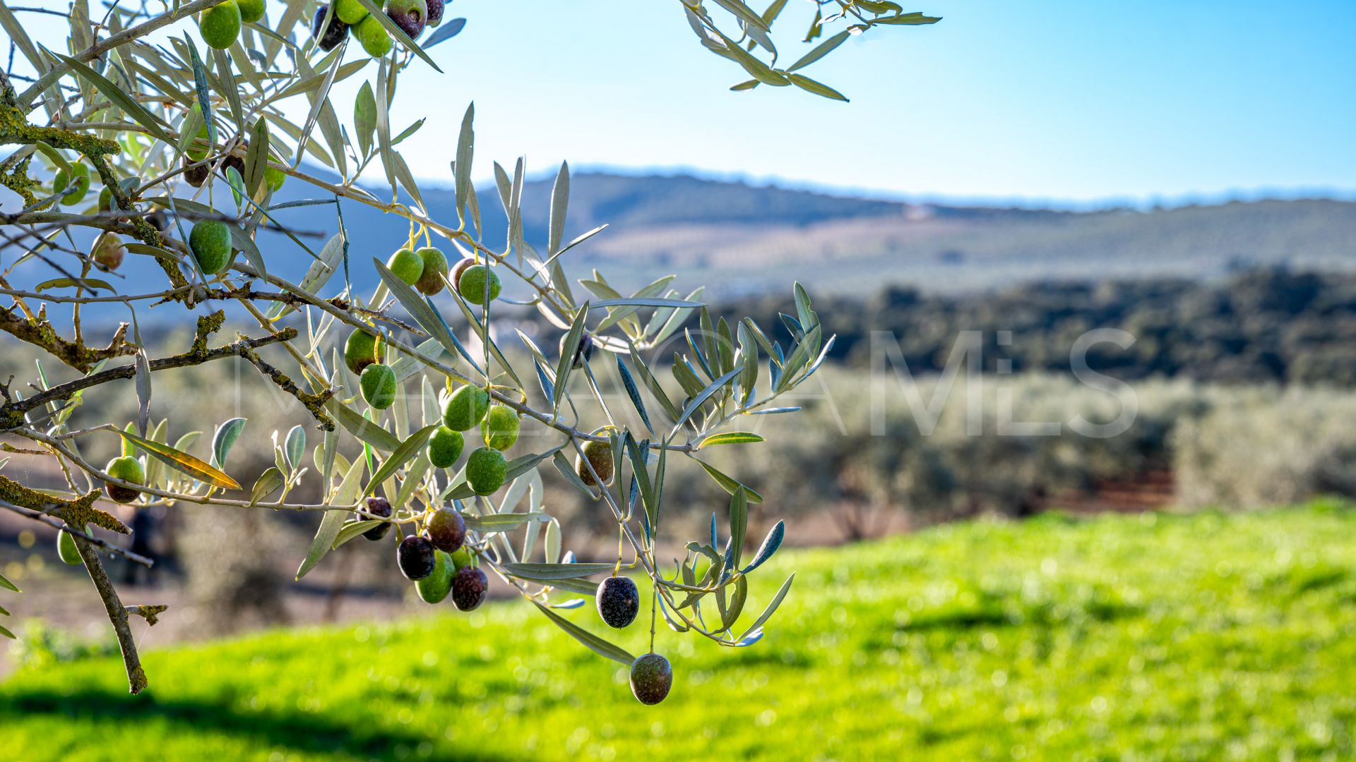 Cortijo for sale in Ronda
