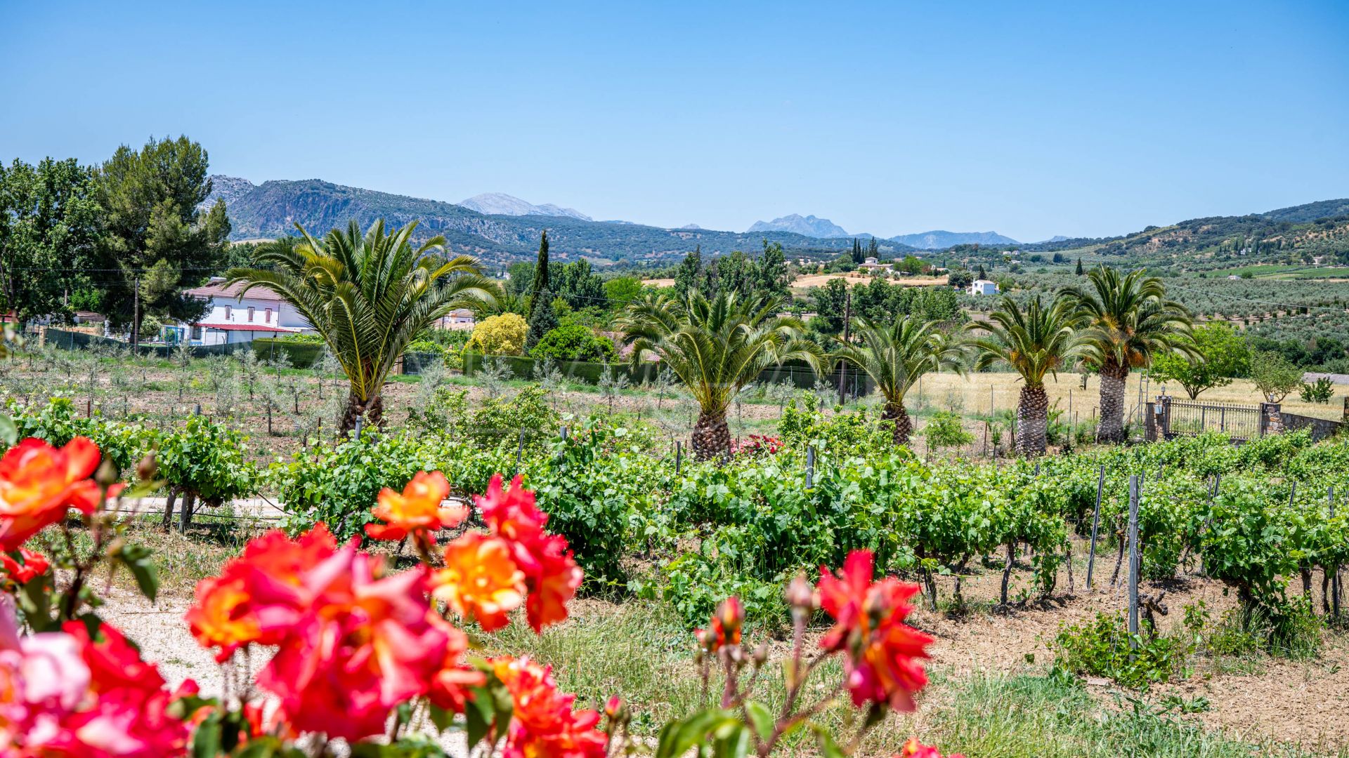 Buy country house in Ronda