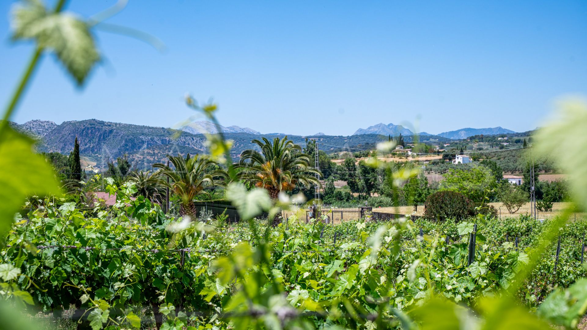 Buy country house in Ronda