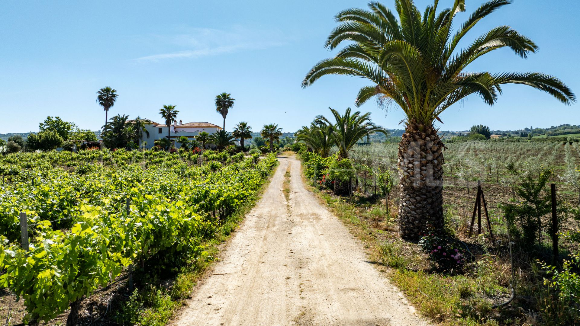 Buy country house in Ronda
