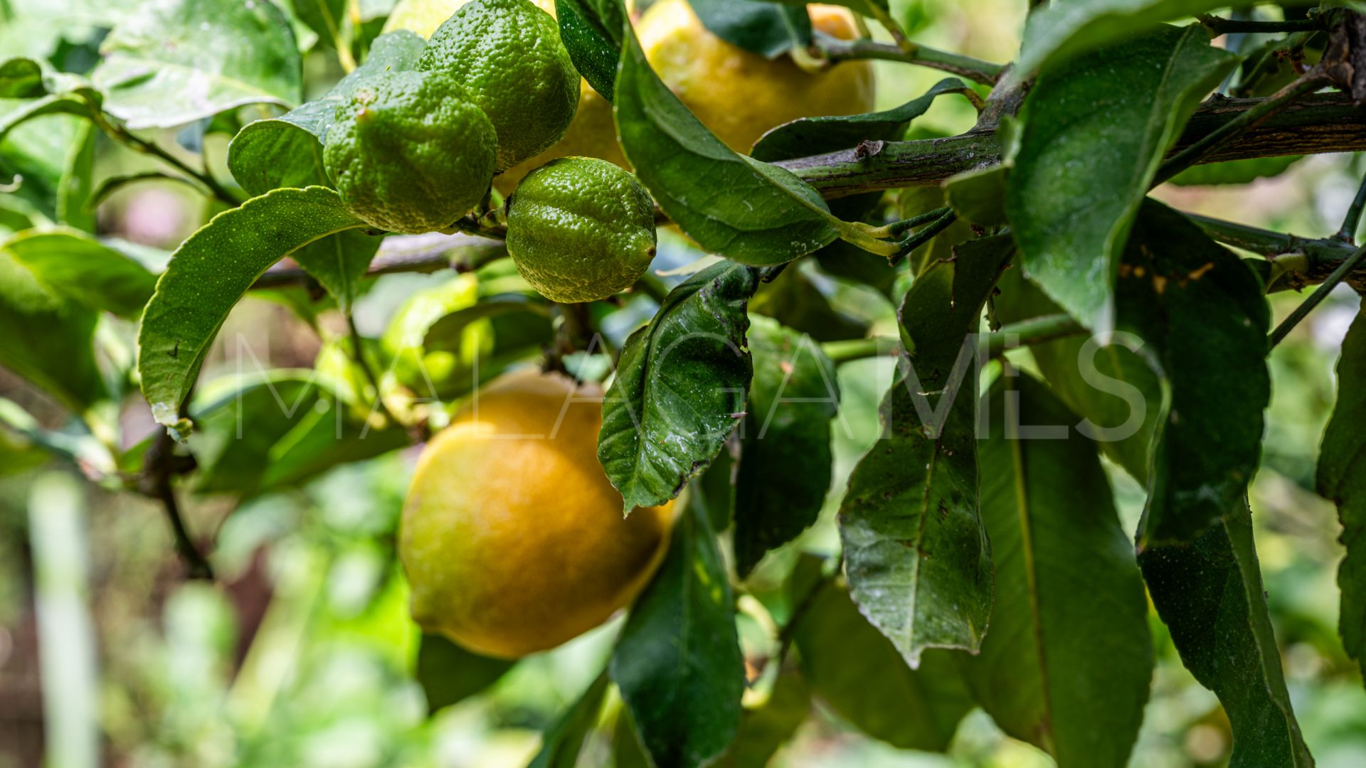 Landhaus for sale in Los Reales - Sierra Estepona