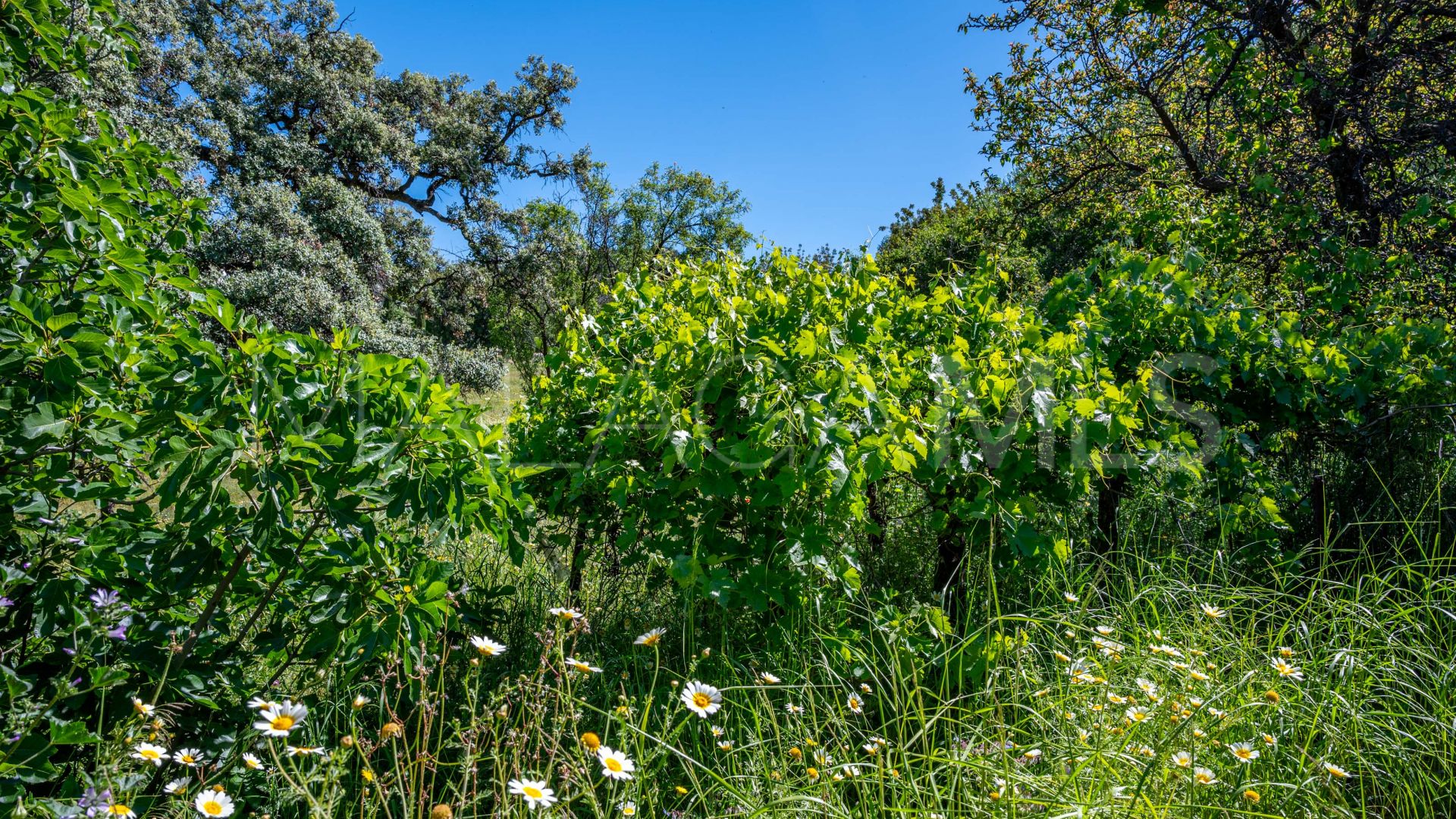 Hus på landet for sale in Gaucin