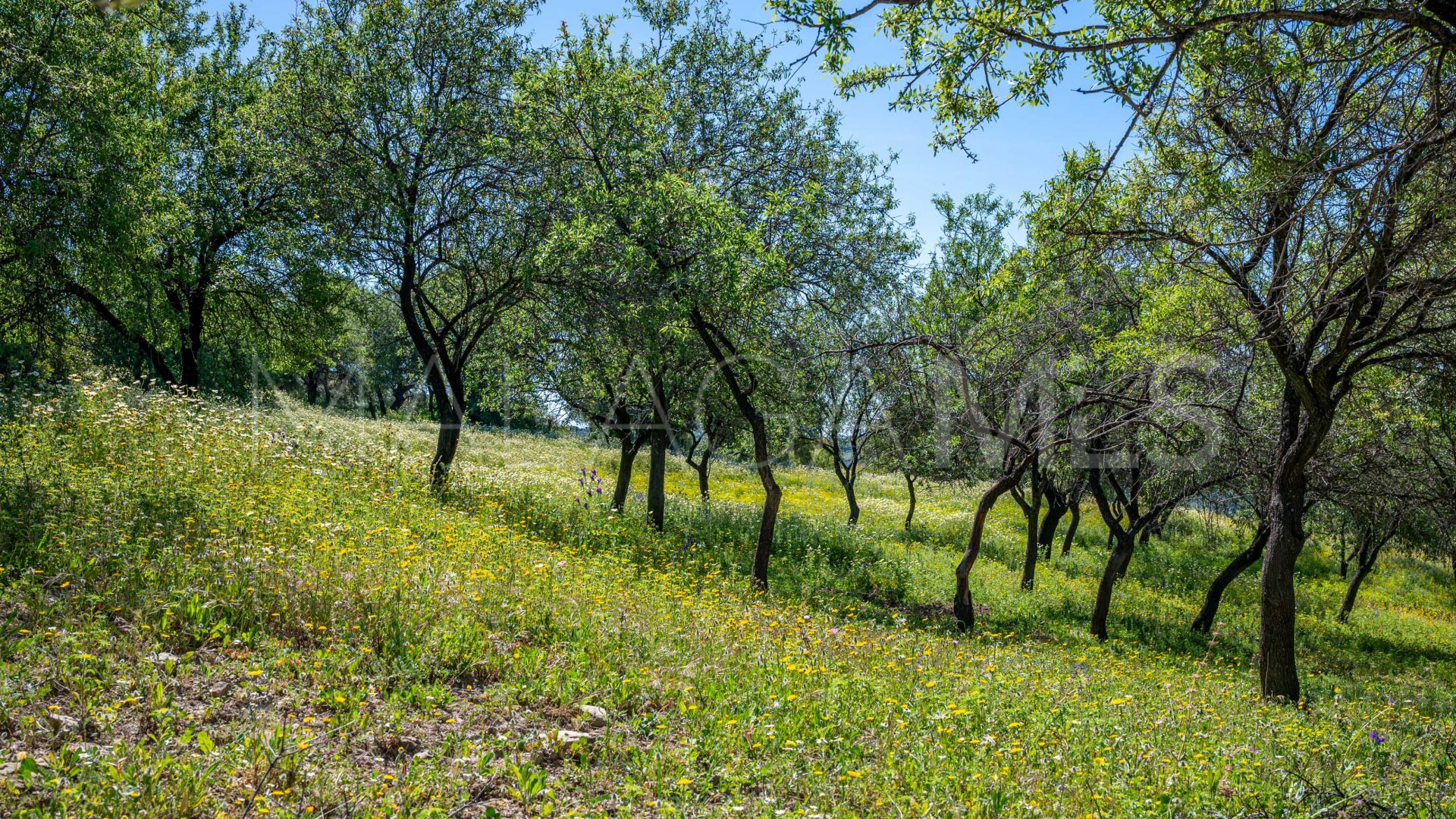 Hus på landet for sale in Gaucin