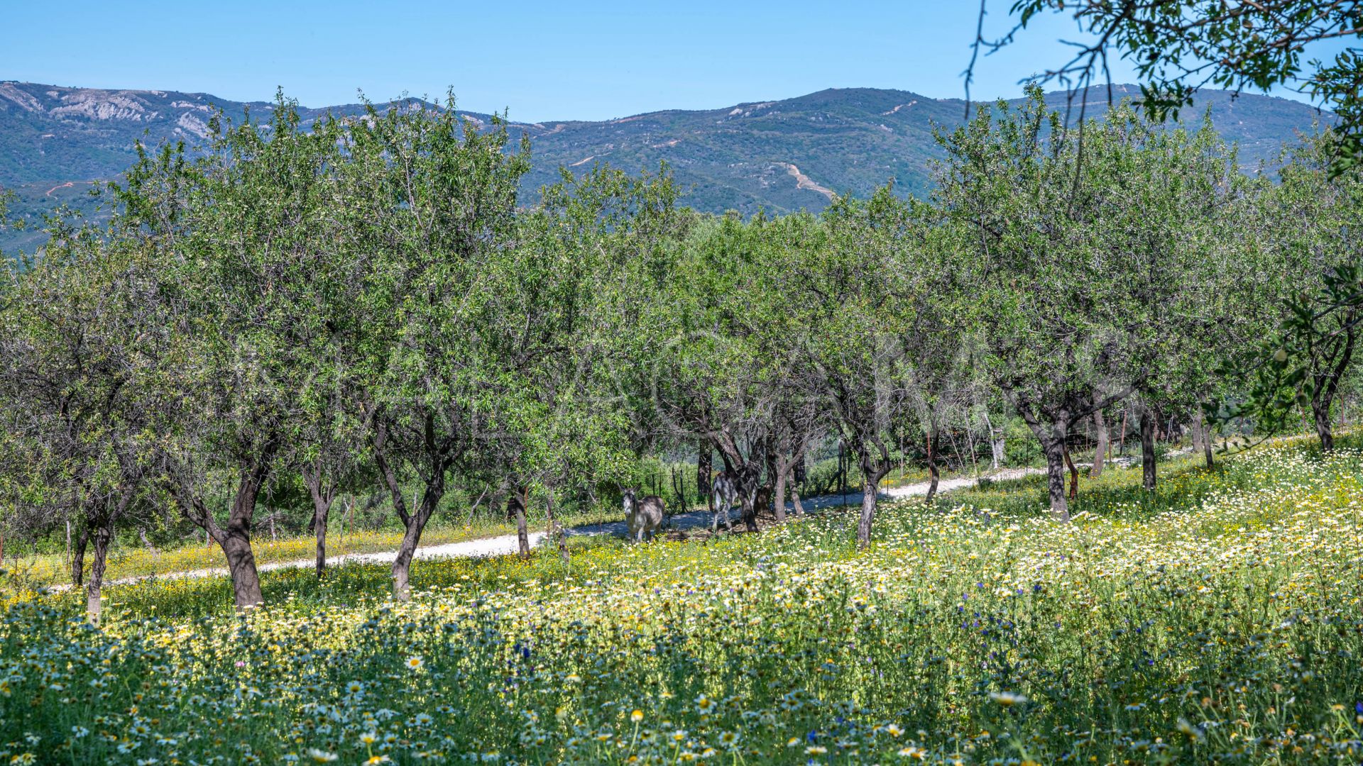 Hus på landet for sale in Gaucin