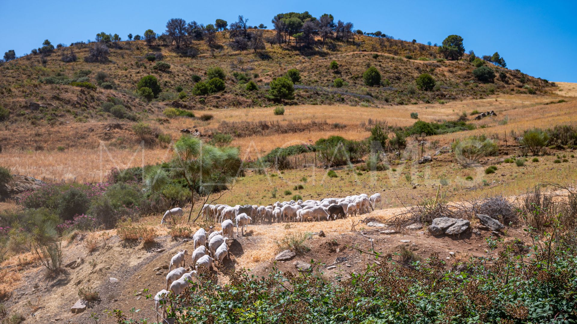 Cortijo for sale in Ronda