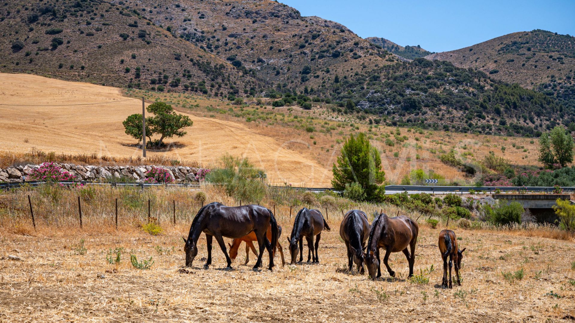 Cortijo for sale in Ronda