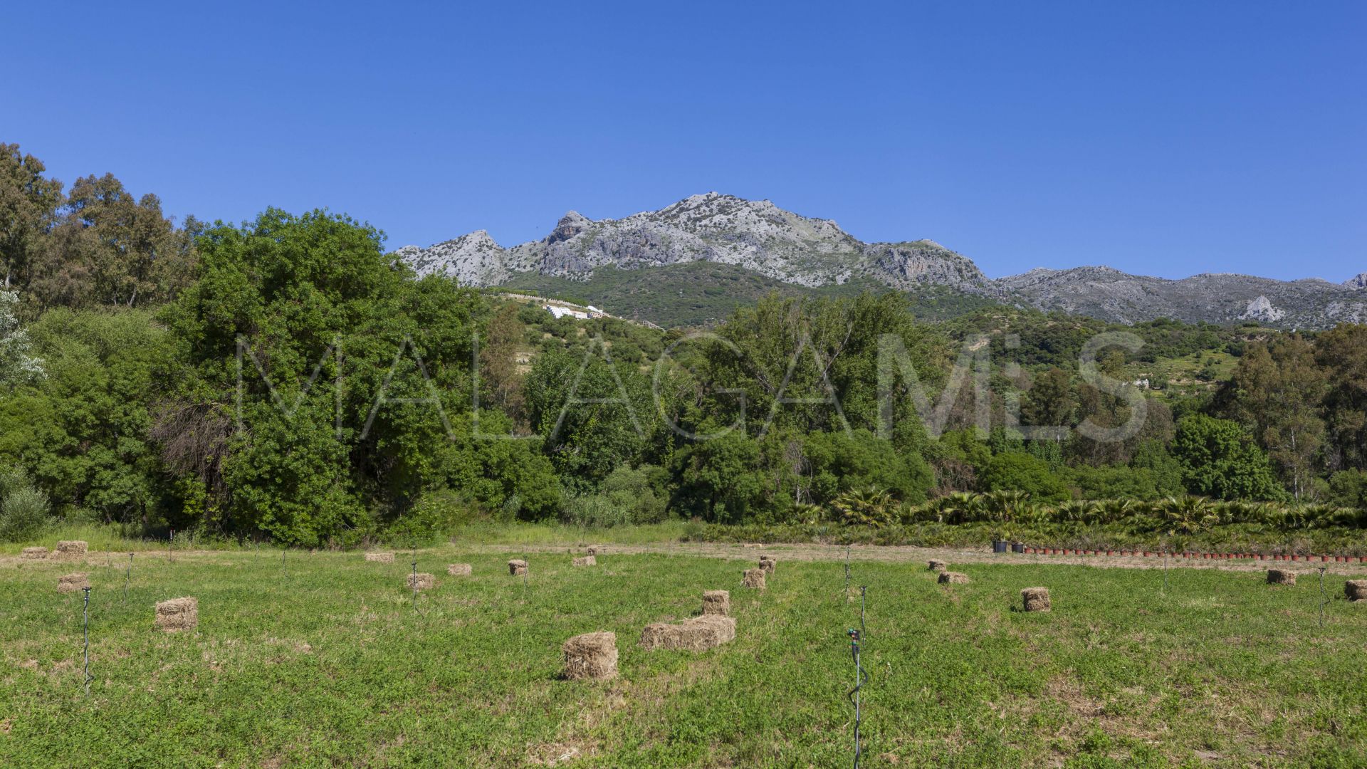Ferme for sale in Gaucin