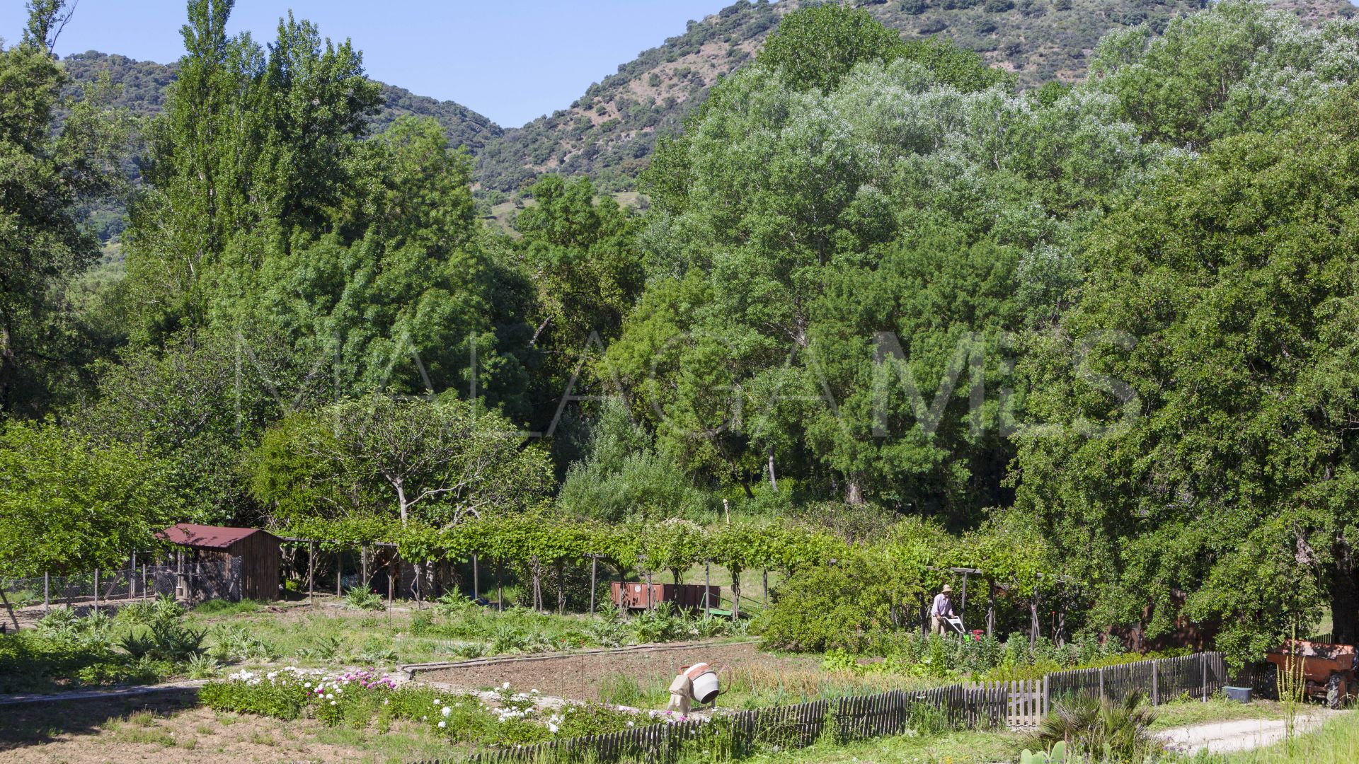 Ferme for sale in Gaucin