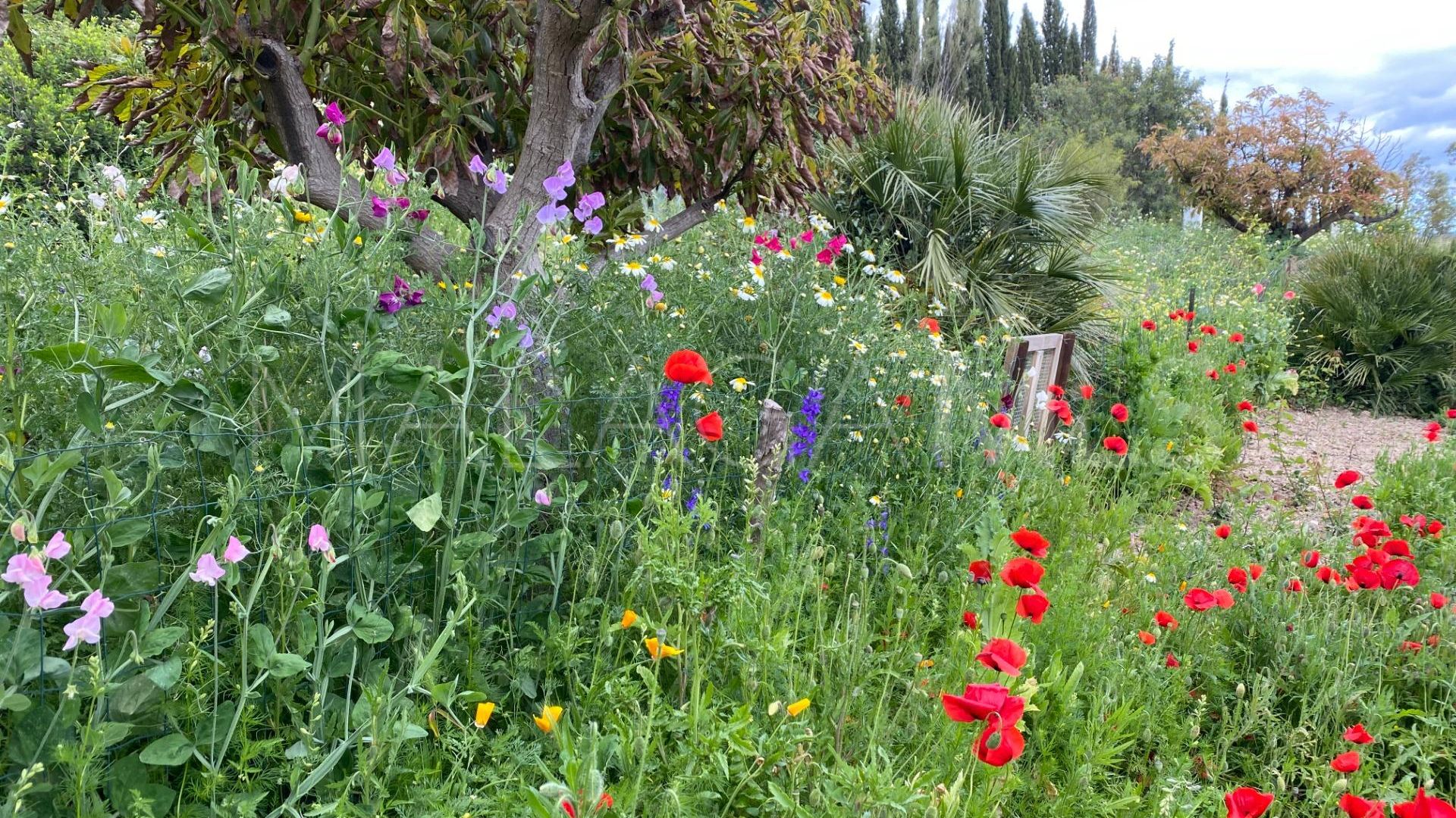 Cortijo for sale in Gaucin