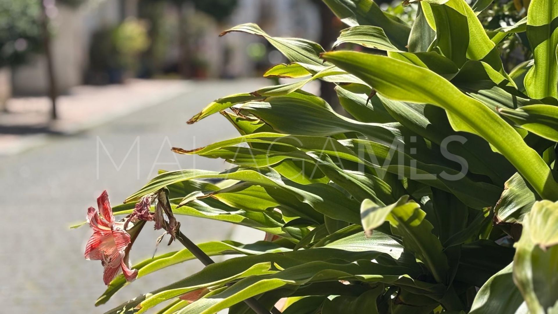Estepona Old Town 4 bedrooms town house for sale