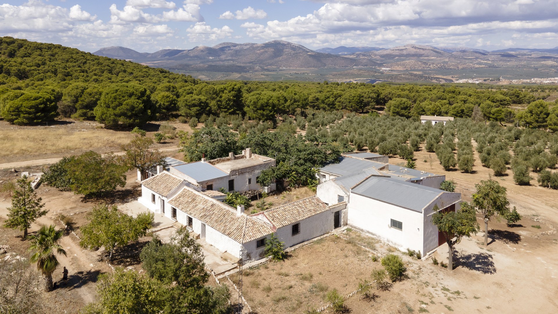 Unique Investment Opportunity: Spectacular Olive Grove Farm in Andalucia