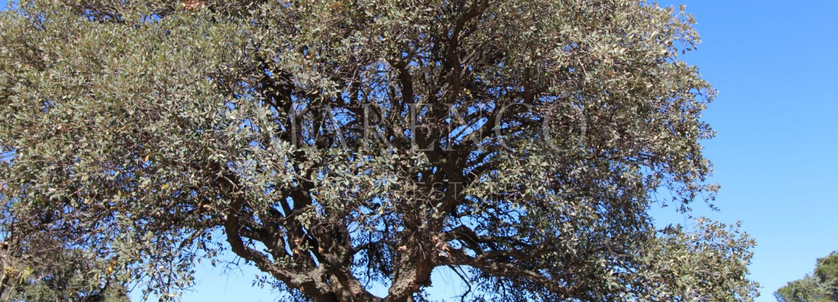 Parcela  en La Reserva, Sotogrande