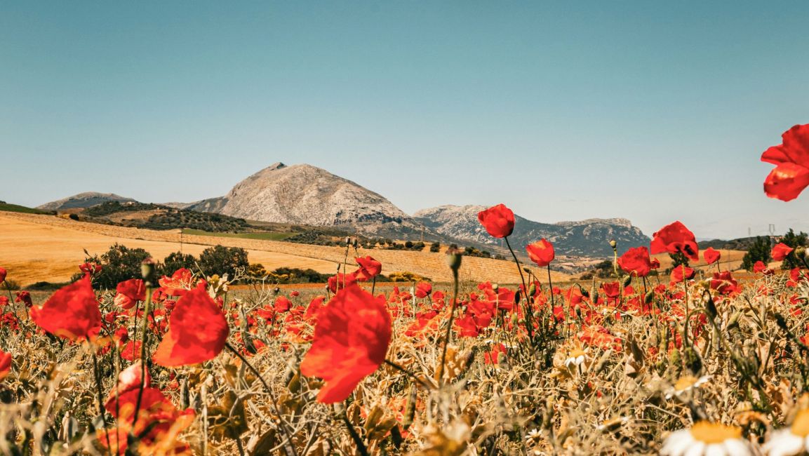 Rugged Andalusian countryside with poppy flowers