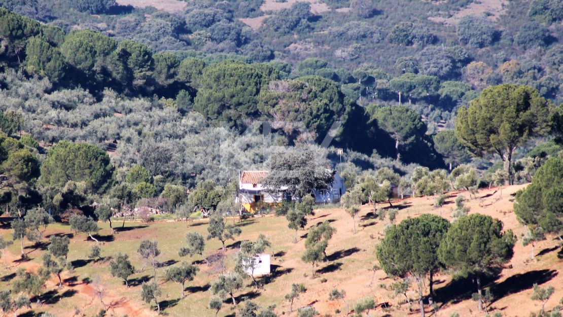 Единый участок площадью 230 га с оливками и охотничьими угодьями в Кордове