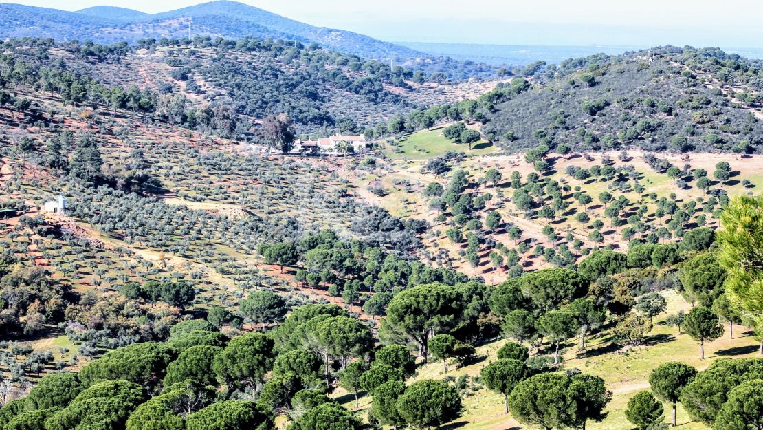 Единый участок площадью 230 га с оливками и охотничьими угодьями в Кордове