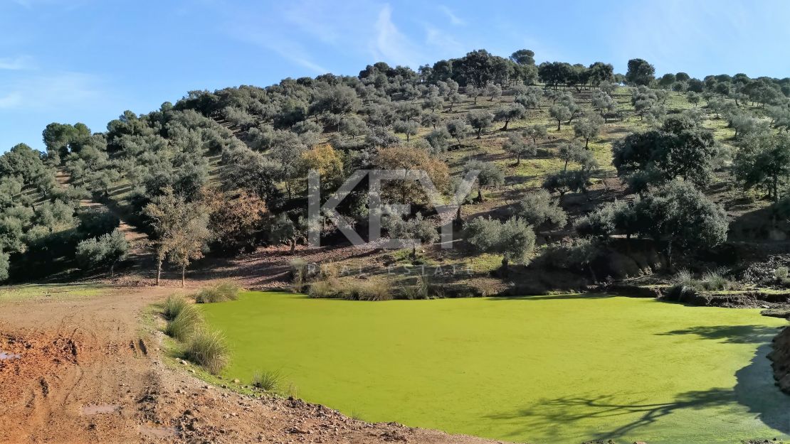 Единый участок площадью 230 га с оливками и охотничьими угодьями в Кордове