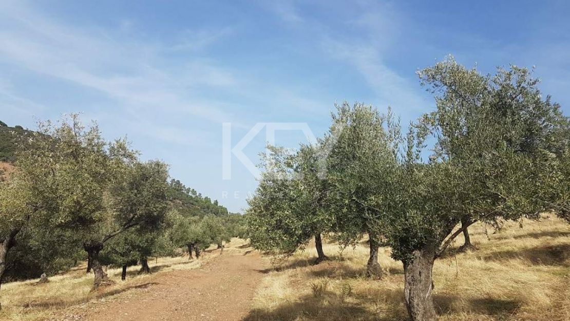 Единый участок площадью 230 га с оливками и охотничьими угодьями в Кордове